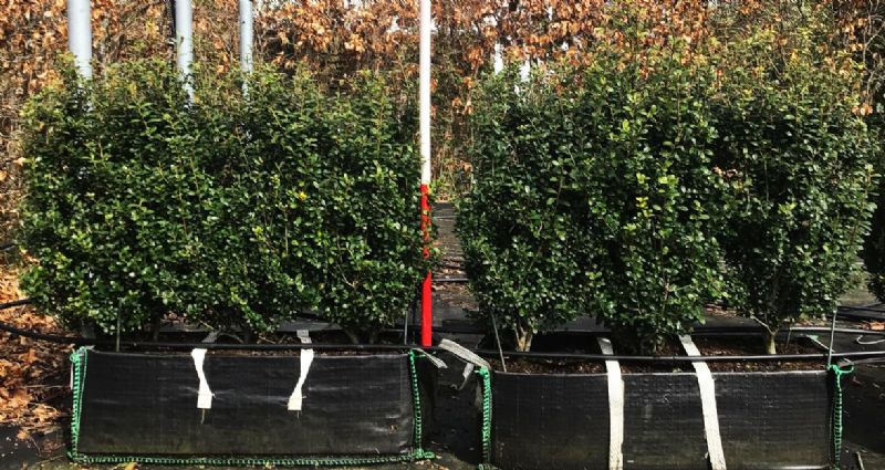 Instant Hedge Ilex crenata ‘Carolina Upright’ in Hedge Bag (80 - 100 cm High x 40cm Deep x 100cm Long)
